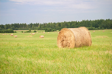 Image showing Hay on the field