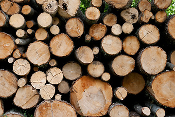 Image showing Pile of logs