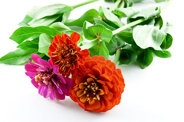 Image showing Red Zinnias