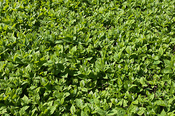 Image showing green leaves