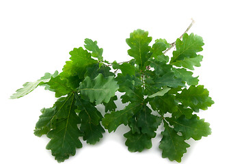 Image showing Oak leaves