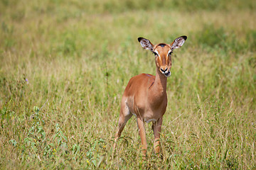 Image showing impala in savanna