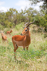 Image showing impala in savanna
