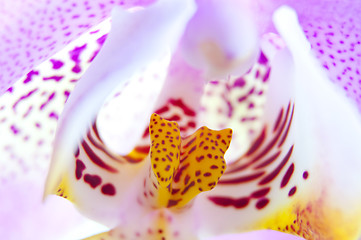 Image showing pink orchid flower close-up