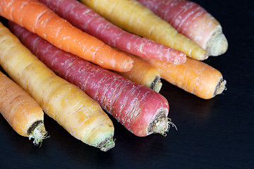 Image showing Multiculored carrots on dark background
