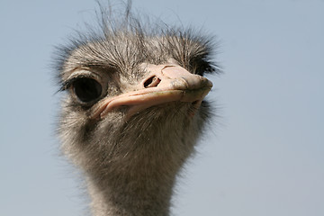 Image showing Ostrich