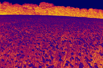 Image showing fields of poppies in infrared