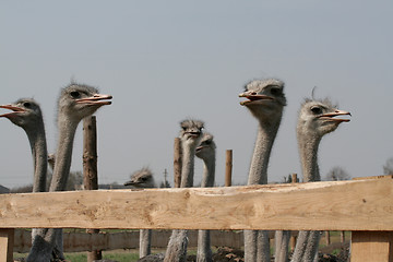 Image showing Ostrich