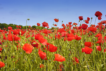 Image showing fields of poppies