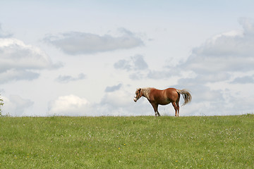 Image showing Grassland scene