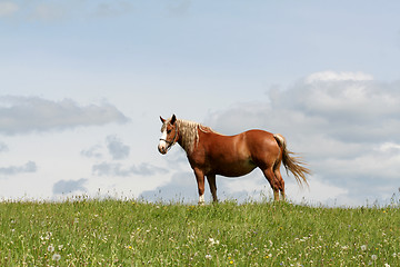 Image showing Horse in a fieldq