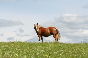 Image showing Horse