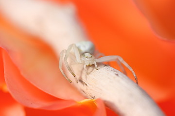 Image showing Thomisus white spider on a rose orange