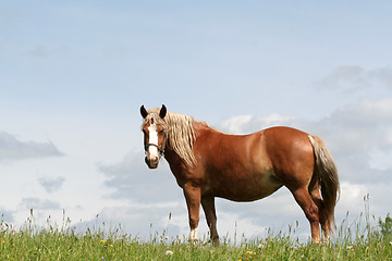 Image showing Horse