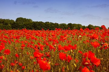 Image showing fields of poppies