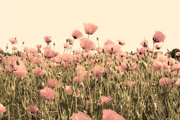 Image showing old picture of poppy fields dusty pink color