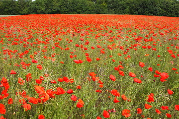 Image showing Fields of poppies in spring in France