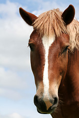 Image showing Horse