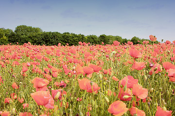 Image showing field of poppies in rose color 