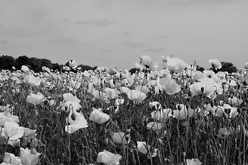Image showing field of poppies in black and white colors 