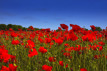 Image showing fields of poppies