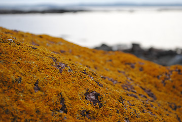 Image showing Lichen