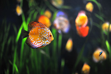 Image showing Discus