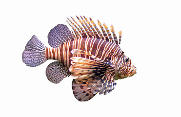 Image showing Red lionfish