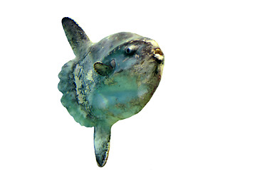 Image showing Ocean Sunfish