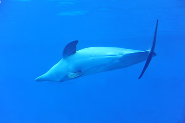 Image showing dolphin