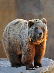 Image showing Grizzly Bear Portrait