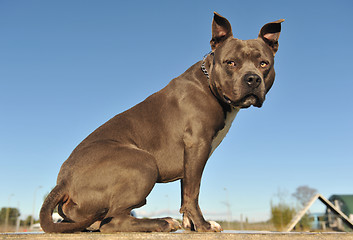 Image showing American Staffordshire Bull Terrier