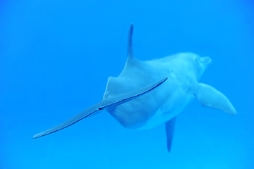 Image showing dolphin