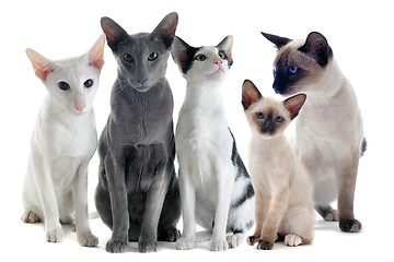 Image showing oriental and siamese cats