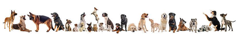 Image showing group of dogs  and cats