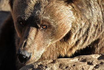 Image showing Grizzly Bear Portrait