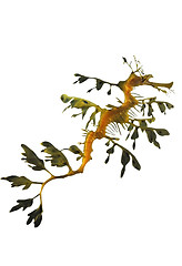 Image showing Leafy Sea Dragon