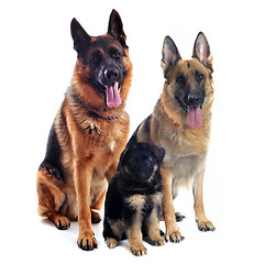 Image showing german shepherds and puppy