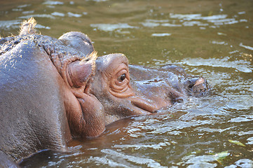 Image showing hippopotamus