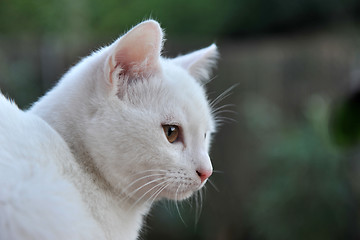 Image showing white cat