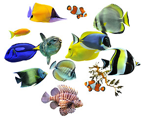 Image showing group of fishes