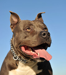 Image showing American StaffordshireTerrier