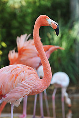 Image showing Flamingo