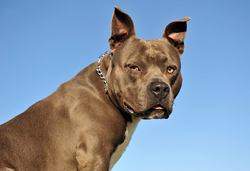 Image showing American StaffordshireTerrier