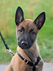 Image showing puppy malinois