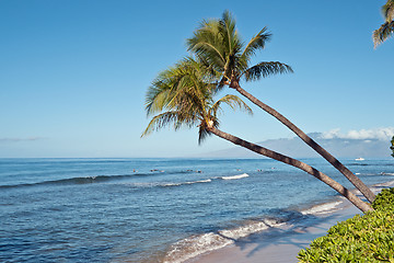 Image showing Palm trees and the ocean beach