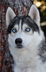 Image showing 	Husky dog