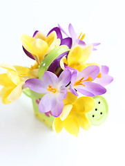 Image showing Spring flowers on white background