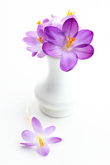 Image showing Violet crosus in vase for spring 