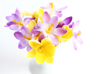 Image showing Spring flowers on white background